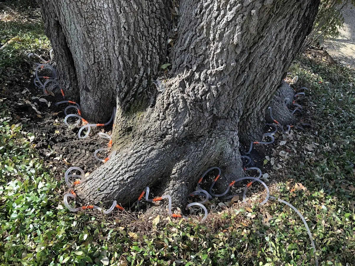 Detailed Tree Cabling and Bracing job site in Glen Easton