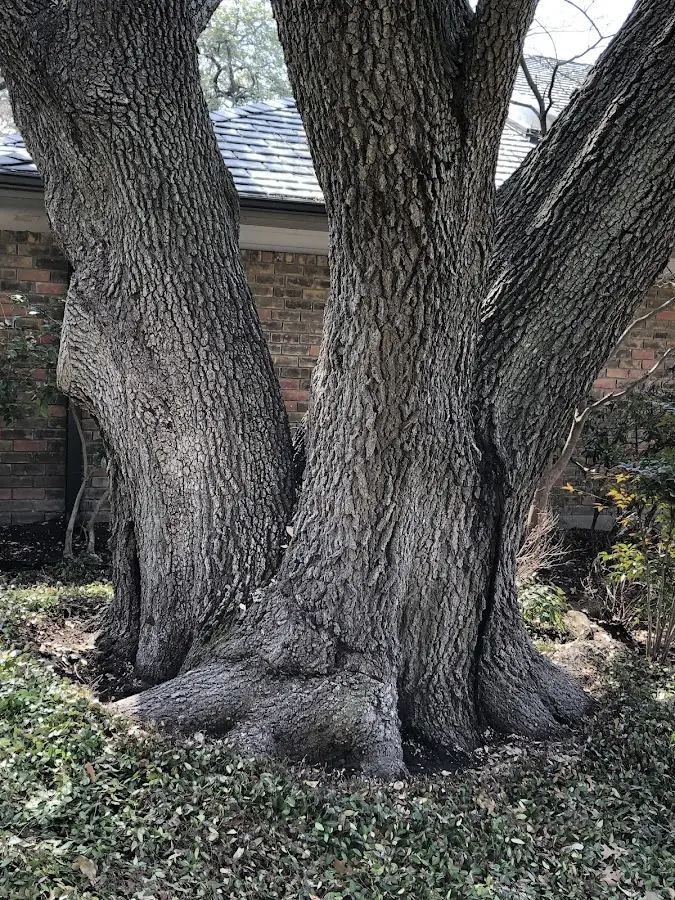 Mature heritage tree close to a Glen Easton property cared for by certified arborists